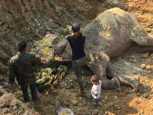 Durmió junto a su amigo elefante "hasta el atardecer y él tomó su último aliento".