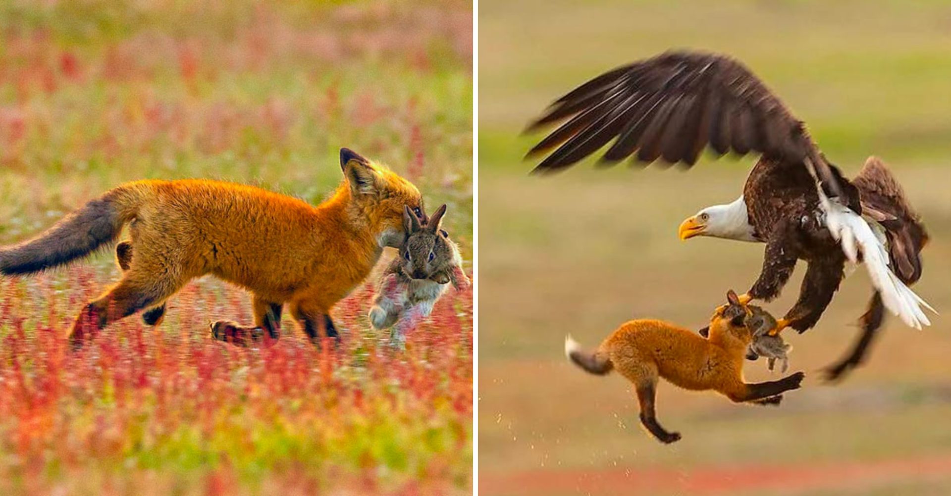 Unforgettable Wildlife Moment Captured: Eagle and Fox Fighting for a Rabbit in Epic Avian Battle