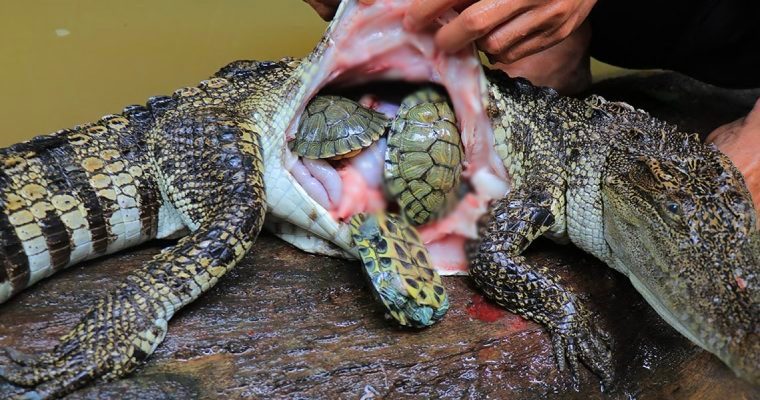 Three Sea Turtles were rescued from a crocodile inside.