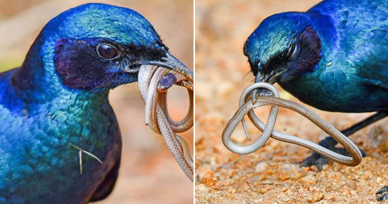 Tiny Snake Tries to Escape a Hungry Bird