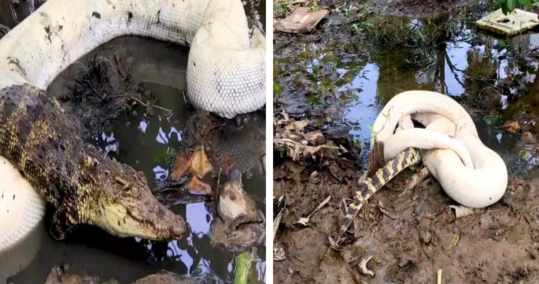 Albino python swallows a fierce crocodile