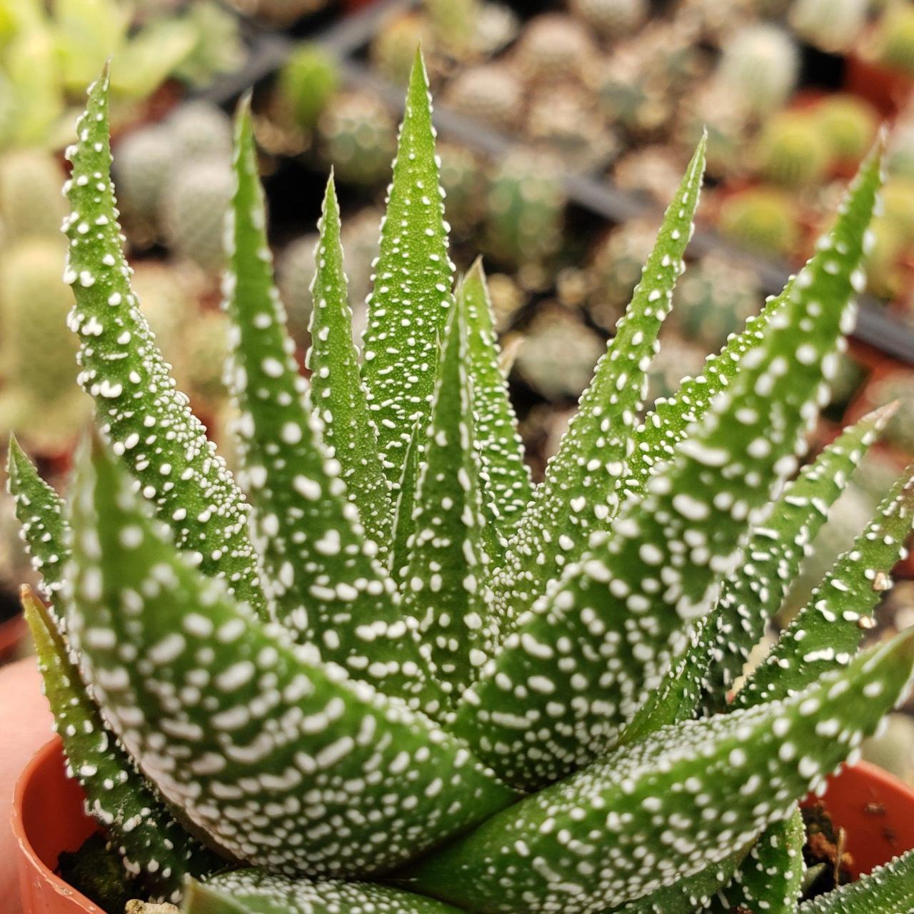 Buy Haworthia Attenuata Concolor for Beginners | Planet Desert