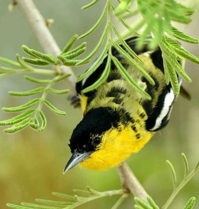 The acrobatic flying displays of the Common Iora include darting up and spiralling down to a perch. 