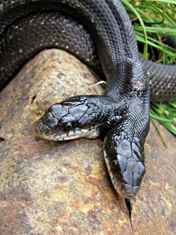 Two headed-snake stuns scientists as it defies overwhelming odds to survive 17 years - Mirror Online