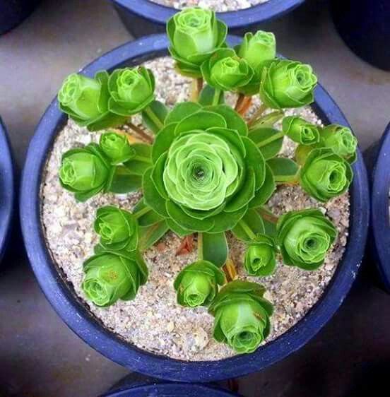 HOW TO GROW GREENOVIA The Mountain Rose Succulent | voetengeluk.be