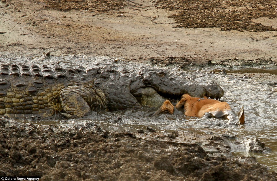 Prey: The crocodile drags the impala down into the mud after winning the struggle on the shores of the watering hole