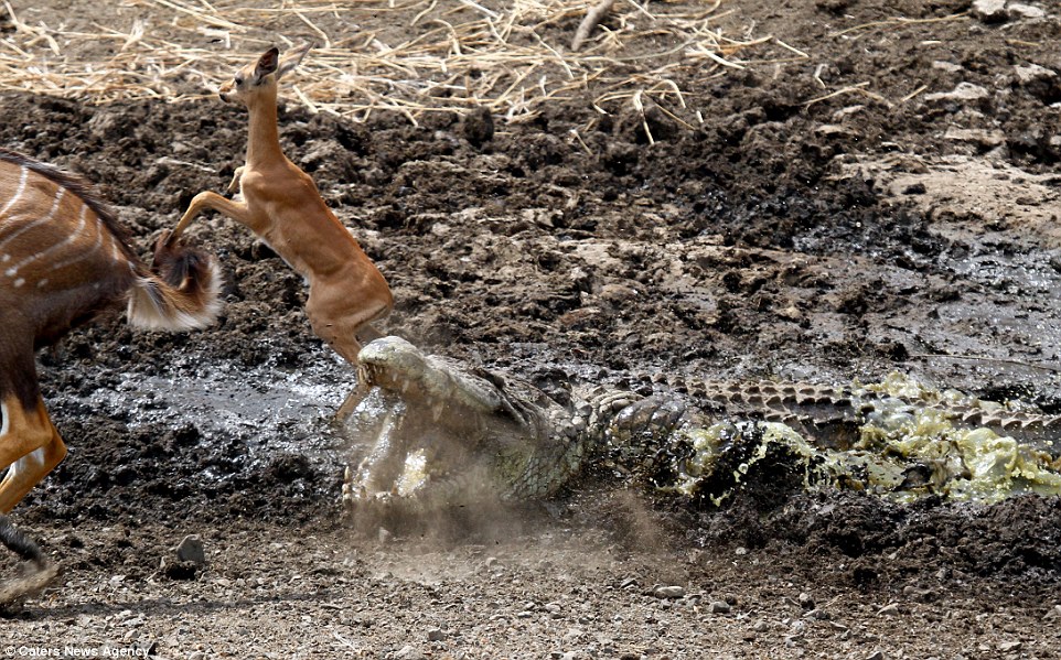 Quick attack: The crocodile launches itself out of the muddy watering hole before snapping up the startled baby impala in its jaws