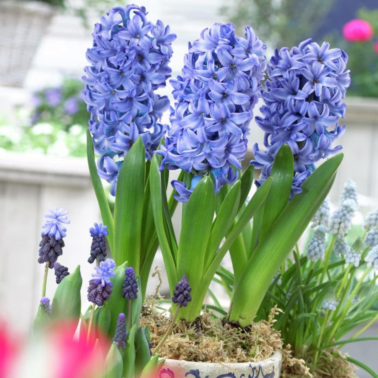 Van Zyverden Blue Prepared Hyacinths For Indoor Forcing Delft Blue Bulbs Bagged 5-Pack in the Plant Bulbs department at Lowes.com