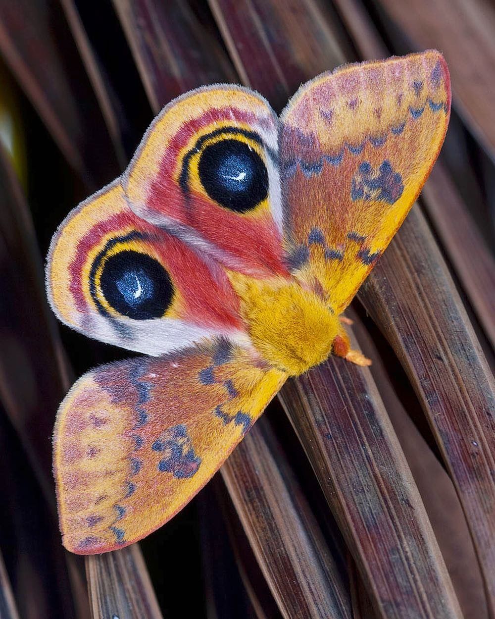 Watch the amazing molting process of the beautiful Saturniidae moths through each stage - Magazine