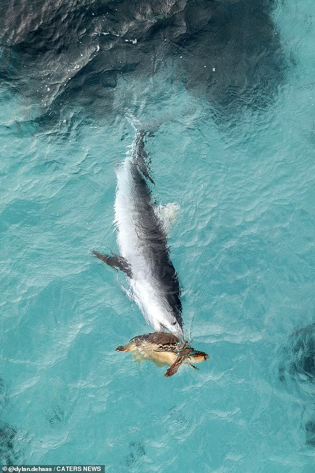 The turtle twisted and turned, never allowing the shark to latch onto it