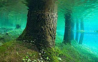 Underwater Forest, Gruner See, Austria | Green lake austria, Green lake, Places to see