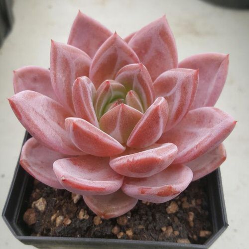 25 Most Charming Pink Succulents | Pink succulent, Planting succulents,  Succulents