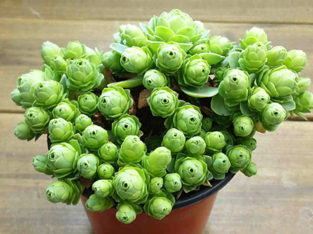 Aeonium dodrantale - World of Succulents