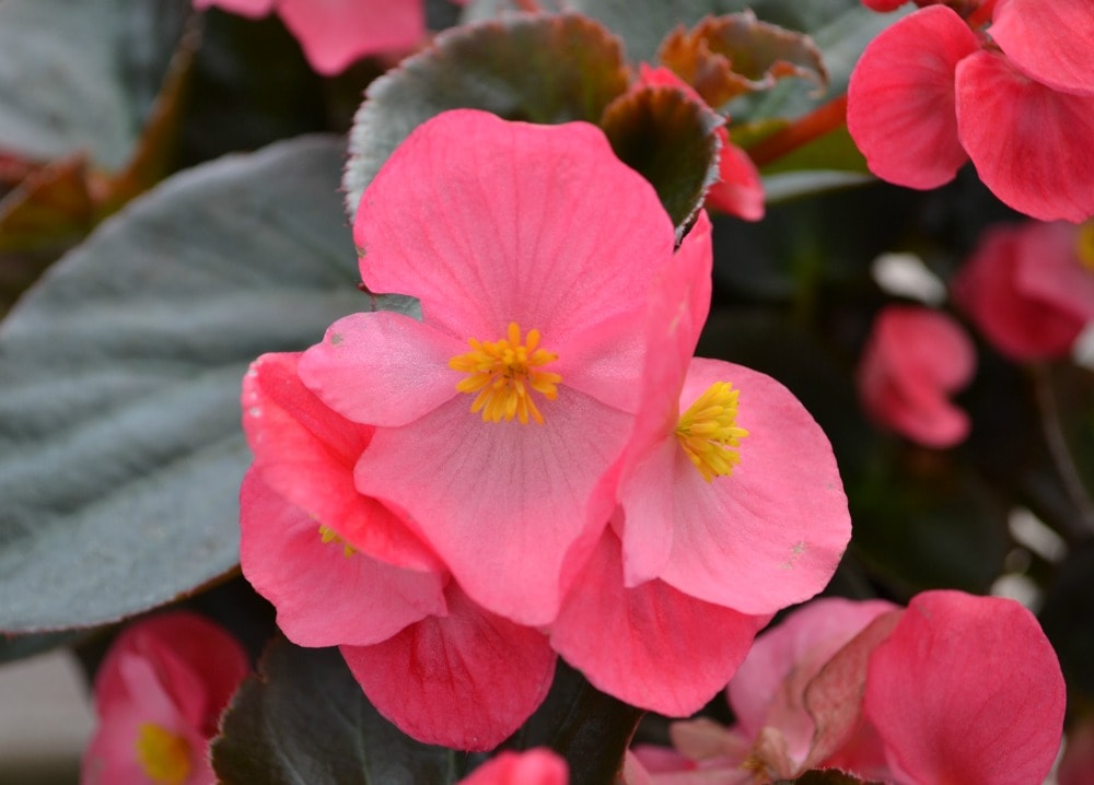 Begonias | Fairview Garden Center | Raleigh NC