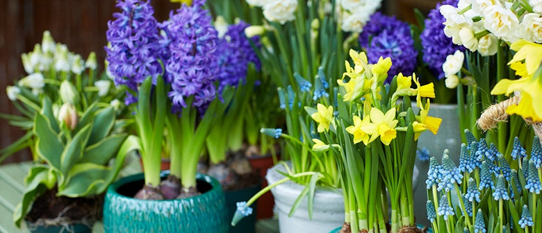 How to Grow Spring Bulbs Indoors