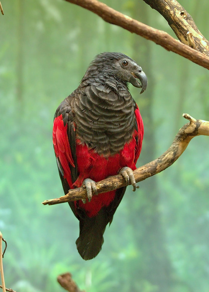 Apparently, Dracula Parrots Are A Thing And They Might Be The Most Gothic Birds On Earth