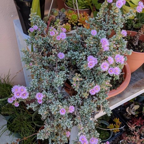 Succulents With Pink Flowers 3