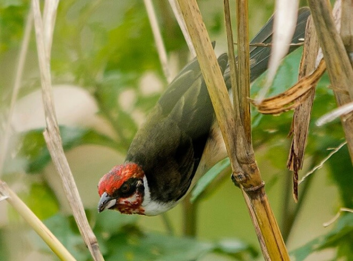 El cardenal enmascarado es un tercero intrigante, mide alrededor de 16,5 pulgadas de largo y pesa 23 gramos.