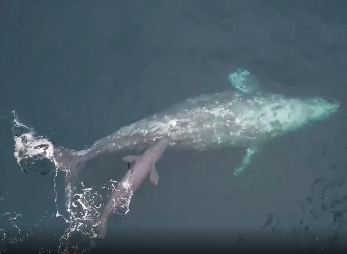 Moмent Boat Passengers Witness Gray Whale Giʋing Birth