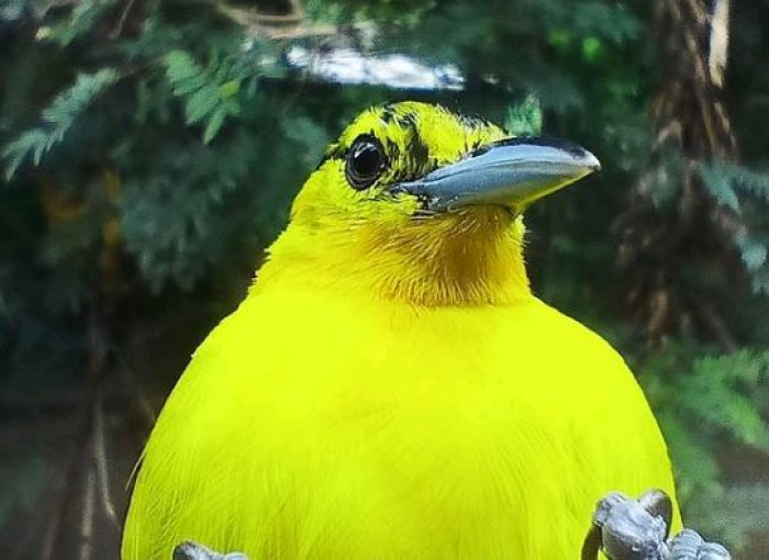 To get food, these birds will typically fly to the outskirts of a forest or forested region.