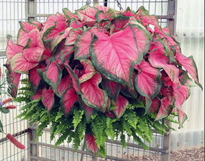 Caladiums - University of Florida, Institute of Food and Agricultural Sciences