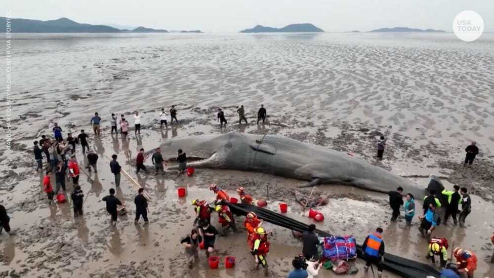 Rescue crews in China help get beached sperm whale back to sea