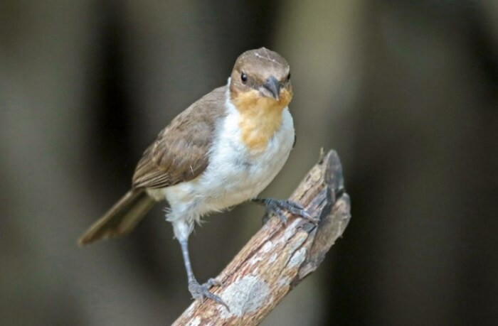 Juveniles of this species are also a sight to behold, with their brown, white, and yellow coverings.