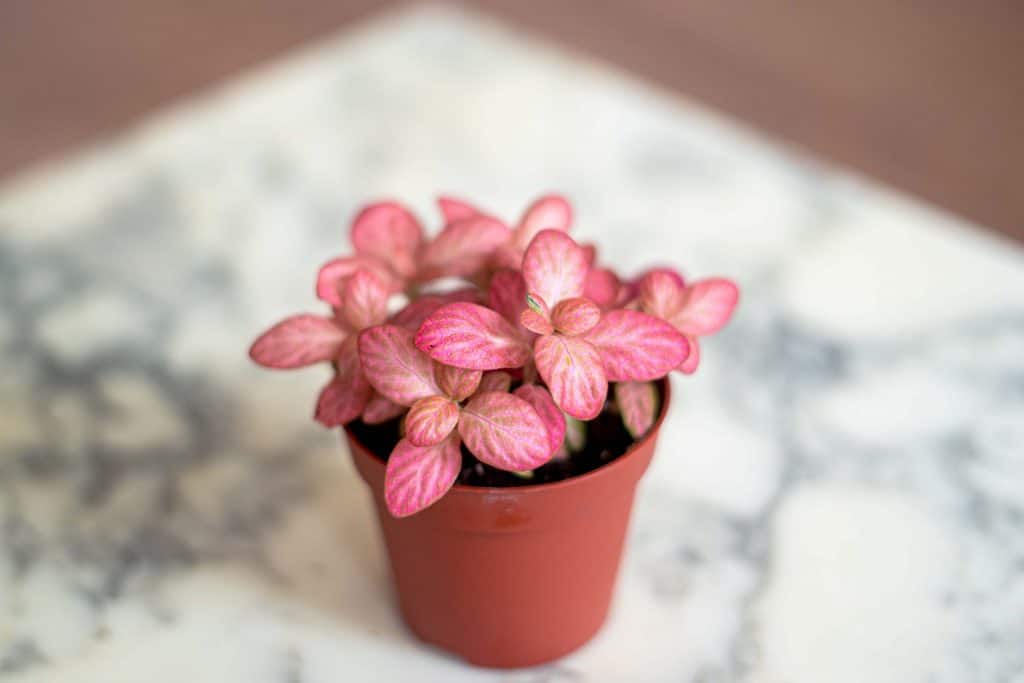 Pink Plants You'll Love (Which Will Brighten up Your Home!)