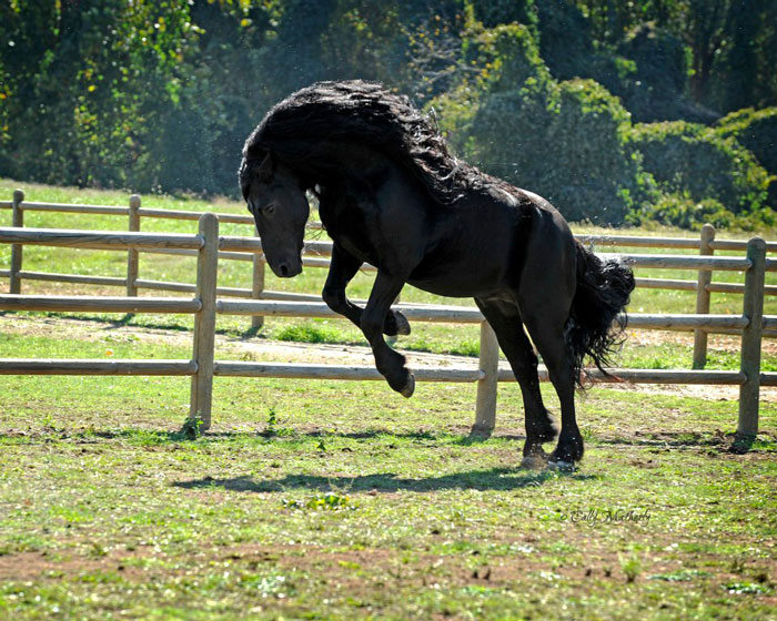 Frederik-The-Great-Friesian-Horse-Stallion