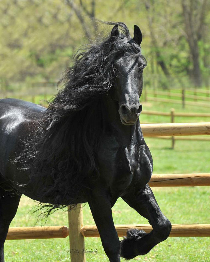 Frederik-The-Great-Friesian-Horse-Stallion