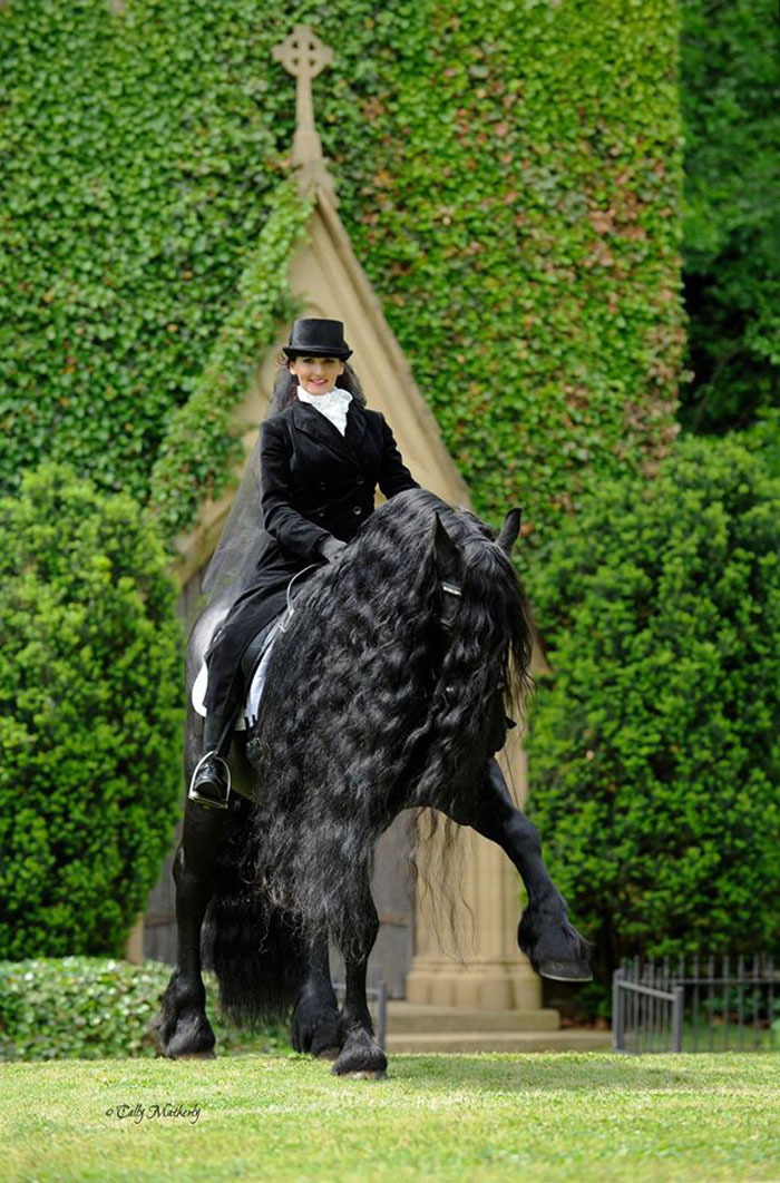 Frederik-The-Great-Friesian-Horse-Stallion