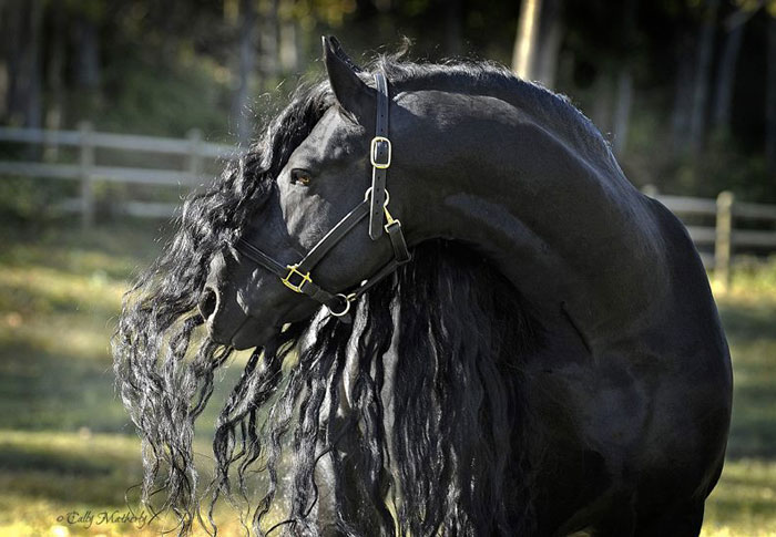 Frederik-The-Great-Friesian-Horse-Stallion