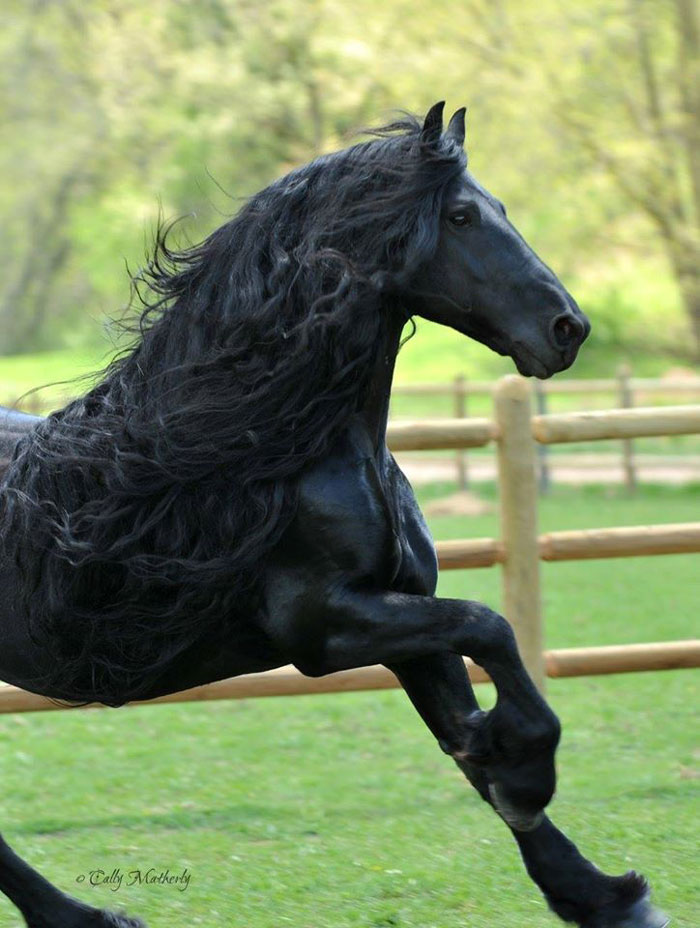 Frederik-The-Great-Friesian-Horse-Stallion