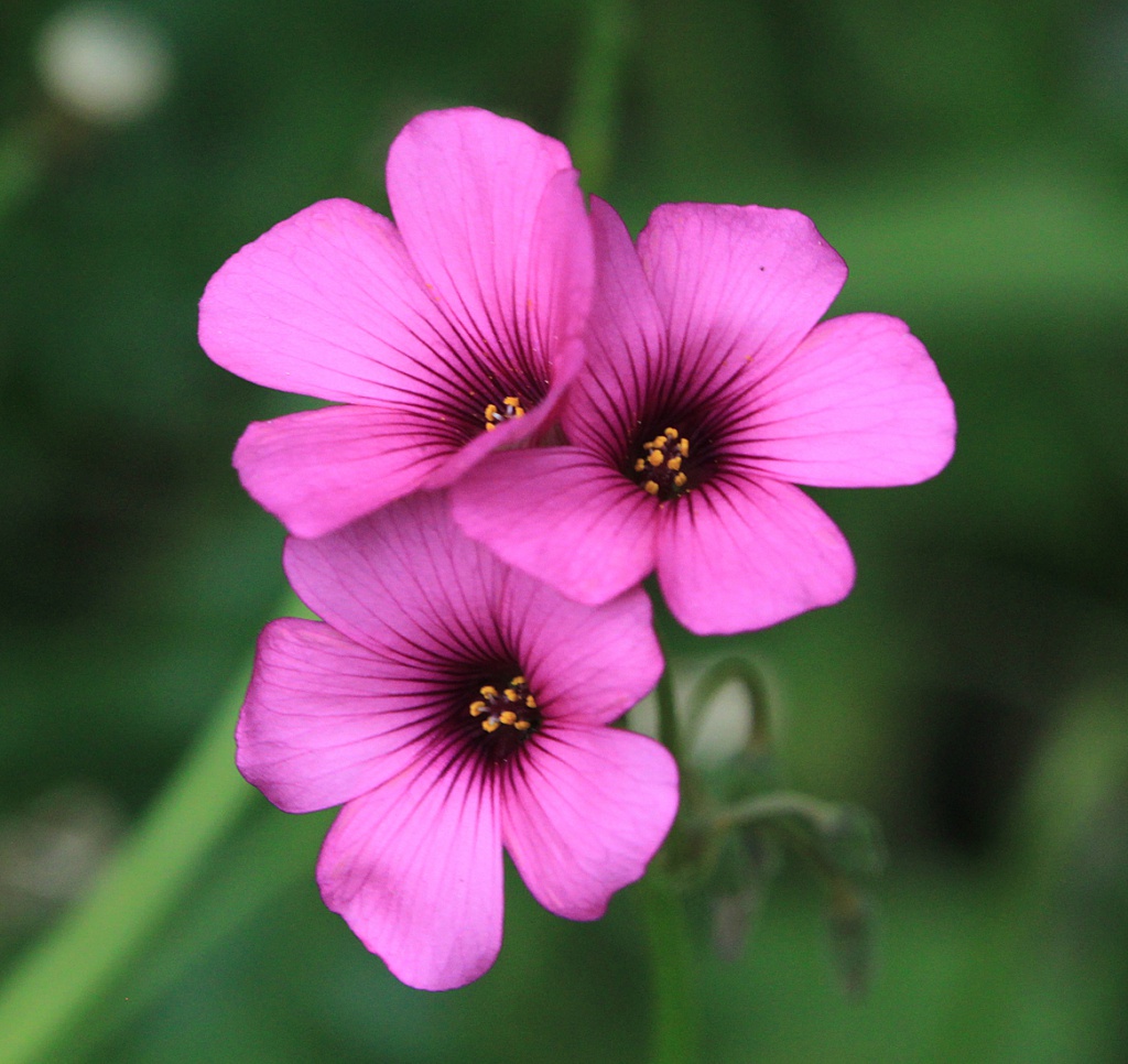 Pink-sorrel | NatureSpot