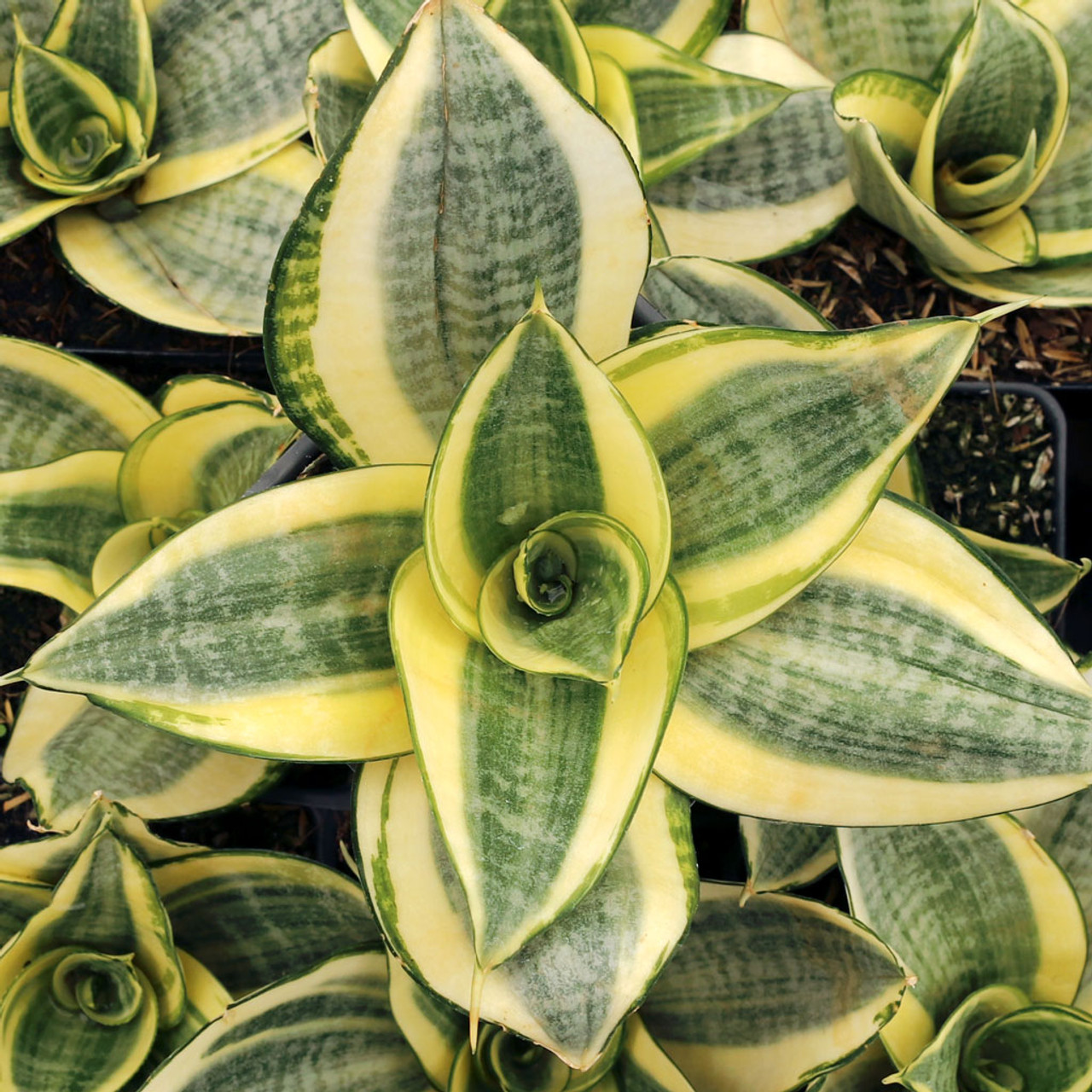 Sansevieria trifasciata 'Golden Hahnii' [large] | Mountain Crest Gardens™