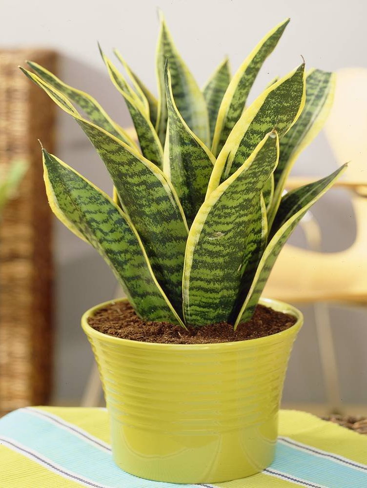 Sansevieria Trifasciata Futura Superba care, images and videos -  ChooseYourPlant