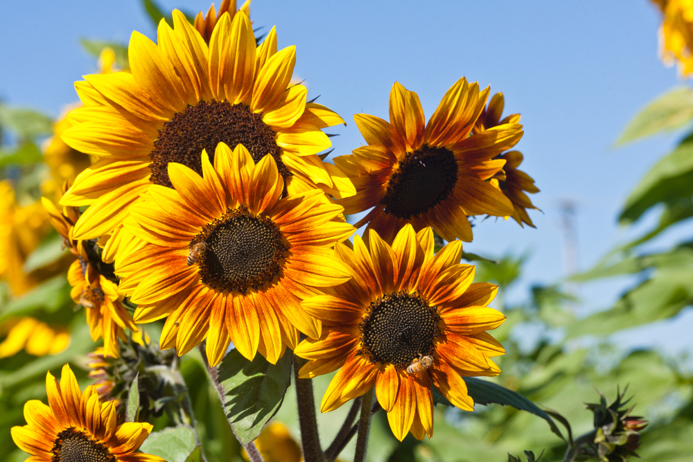 Growing sunflowers: A simple guide